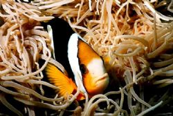 Clarke's Anemonefish, taken at Hideaway island Vanuatu by Peter Simpson 